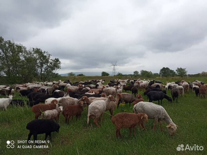 Овцы бараны ягнята оптом