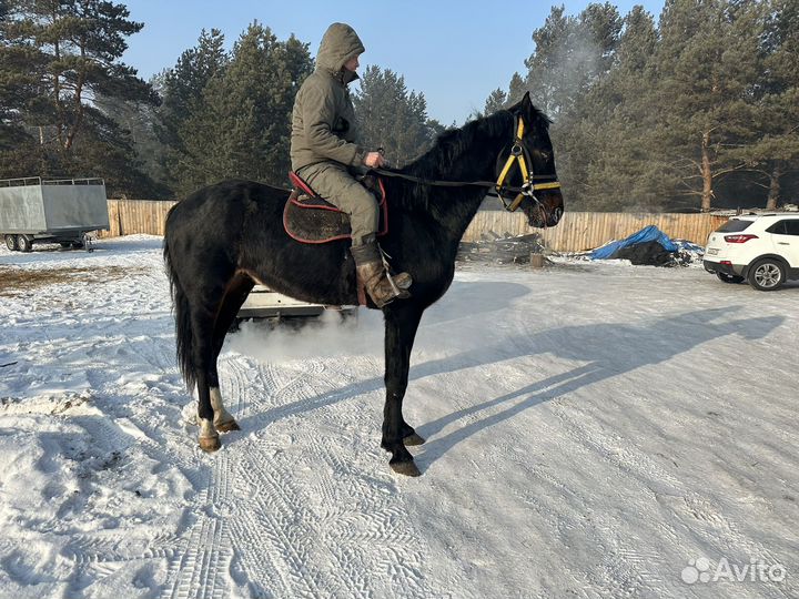 Жеребец орловский рысак Обмен на Баранов Быков
