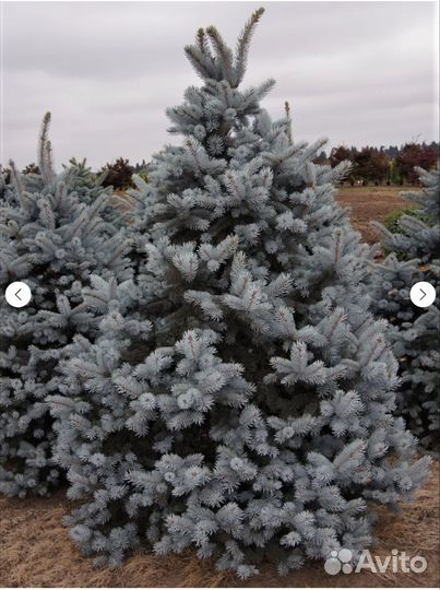 Ель колючая Хупси