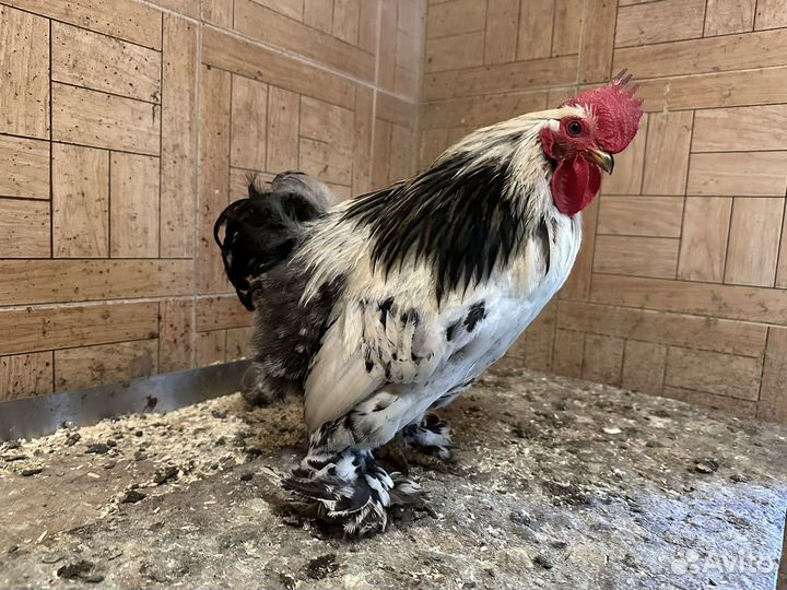 Птица куры гуси индоутки