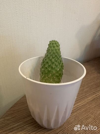 Кактус искусственный