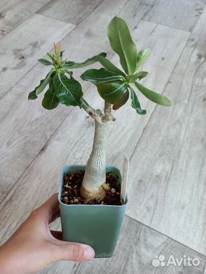 Адениумы сортые прививки