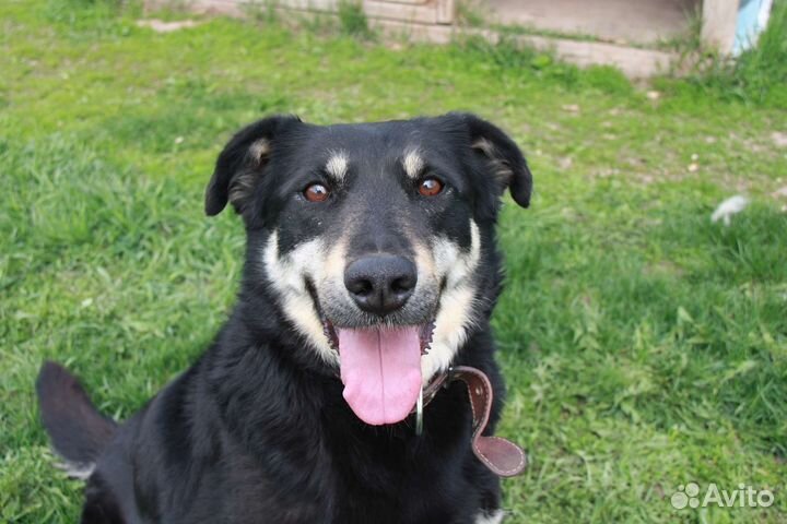 Собака в добрые руки