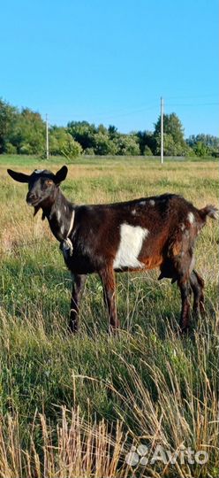 Козы зааненсконубийские