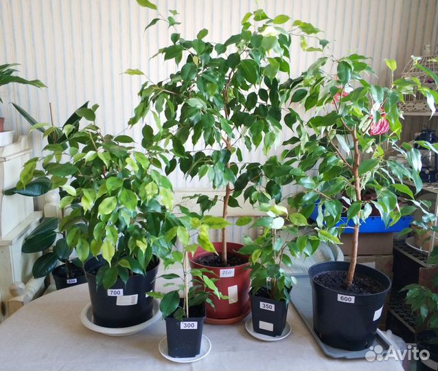 Фикусы Замиокулькас