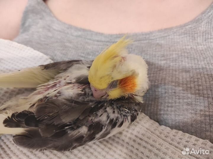 Попугай корелла мальчик птенец(забронирован)
