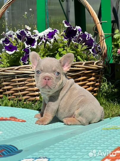 Isabella TAN Французский бульдог