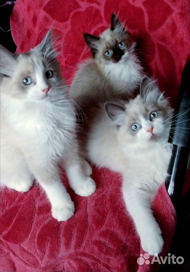 Рэгдолл с документами Москва