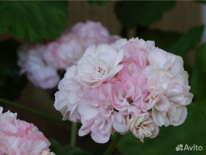 Пеларгония dovepoint