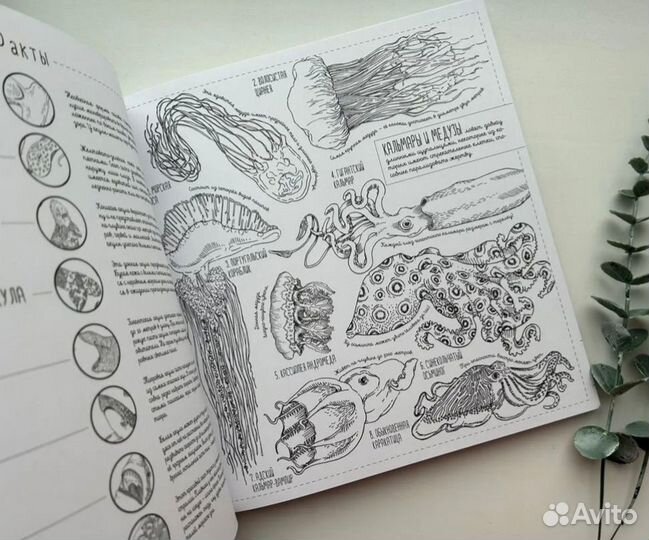 Энциклопедия раскраска антистресс новая