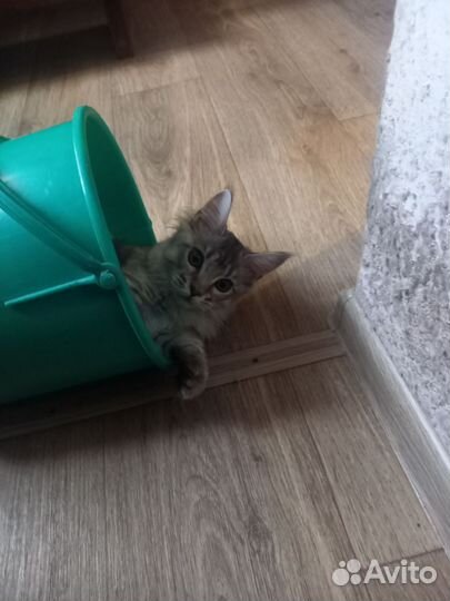 Кошка мейн-кун