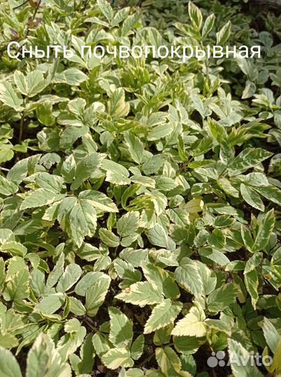 Садовые растения разные