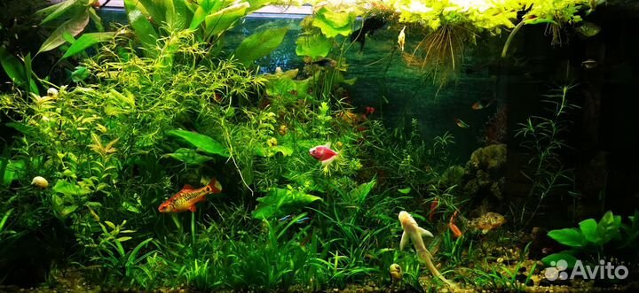 Растения для аквариума