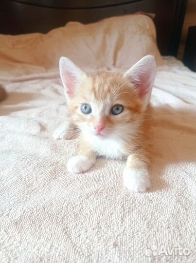 Рыжий котенок бесплатно