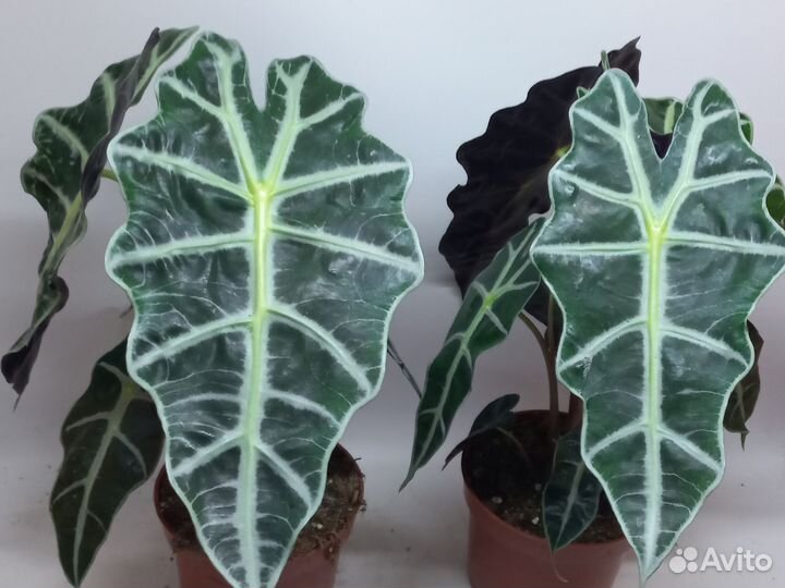 Алоказия полли