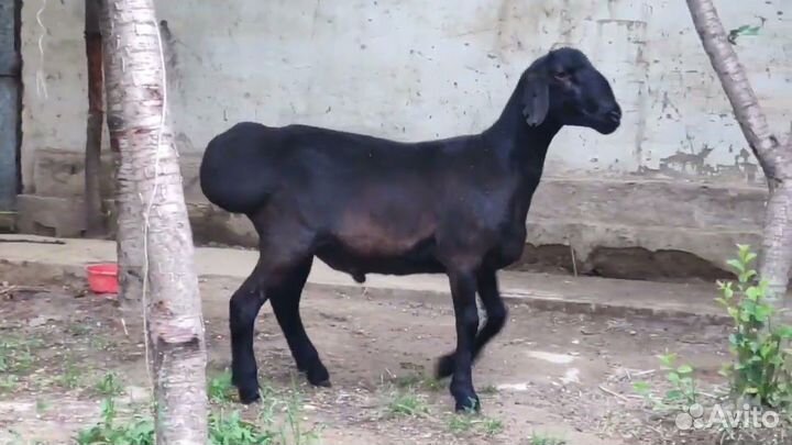 Овцы бараны ягнята