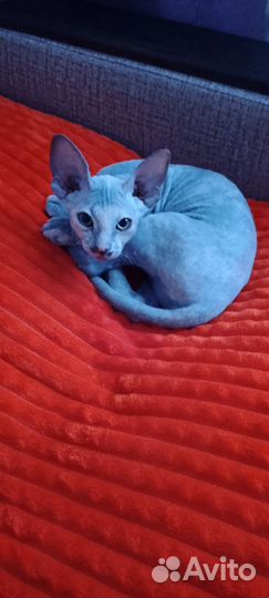 Канадский сфинкс кошка