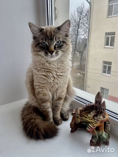 Кот невский вязка