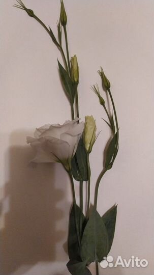 Букет срезка эустомы