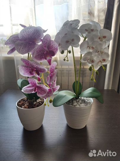 Орхидея в кашпо