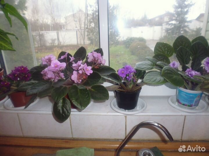 Сортовые фиалки