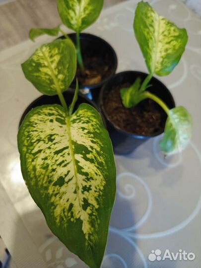 Комнатные растения