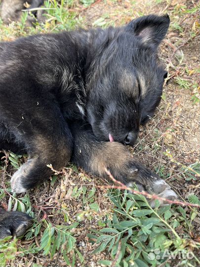 Щенки похожие на овчарят