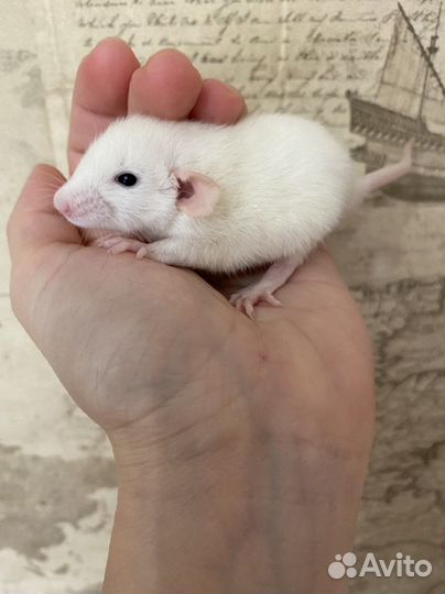 Крысята дамбо много окрасов