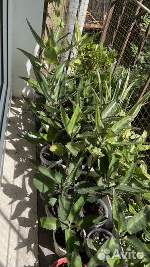 Каланхоэ лечебное