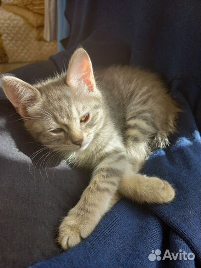 Отдам в добрые руки