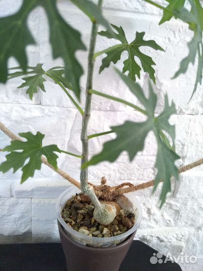 Циссус тубероза каудексный суккулент