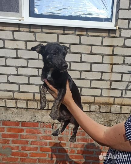 Щенки. бесплатно