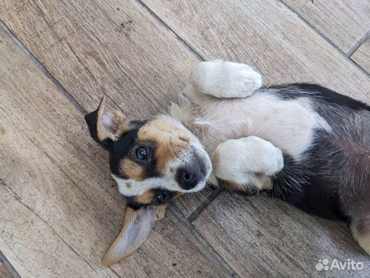 Щенки в добрые руки