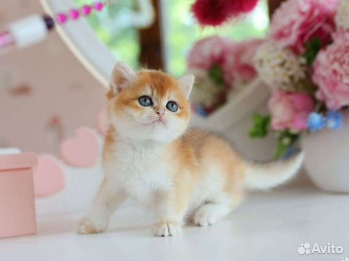 Британская золотая шиншилла ny 12