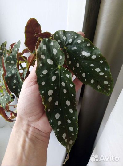 Бегония макулата