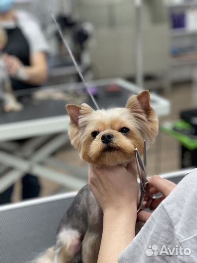 Груминг собак Йорк Шпиц Мальтезе