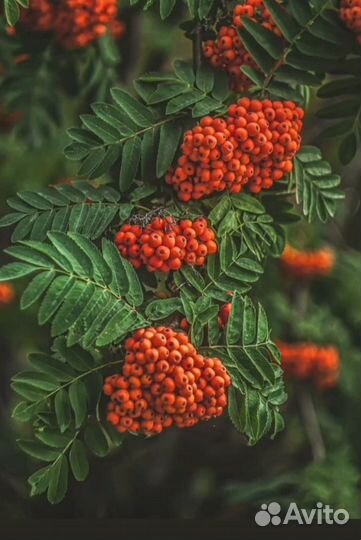 Фитосбор для почек