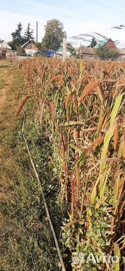 Чумизы колоски