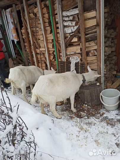 Козы и козлята Альпийские и Заанинские девочки