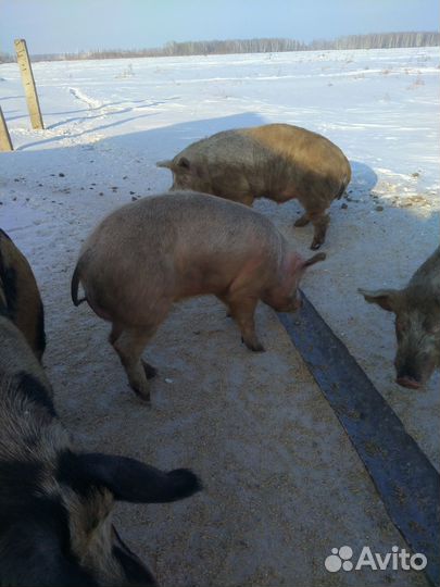 Хряк на племя