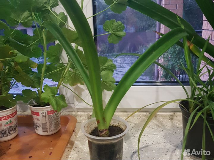 Гиппиаструм