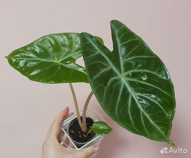 Алоказия Айвори Коаст, Полли