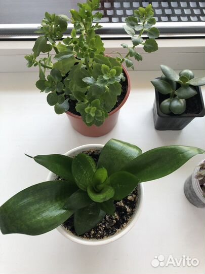 Комнатные растения