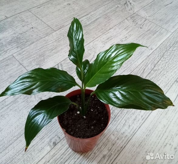 Женское счастье