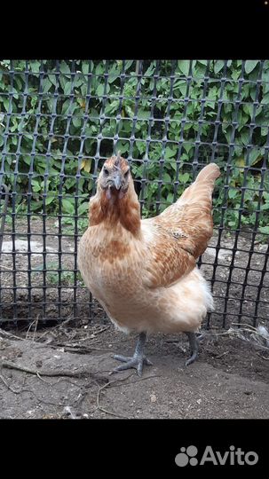 Инкубационное яйцо