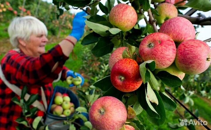 Сборщик яблок на сезон