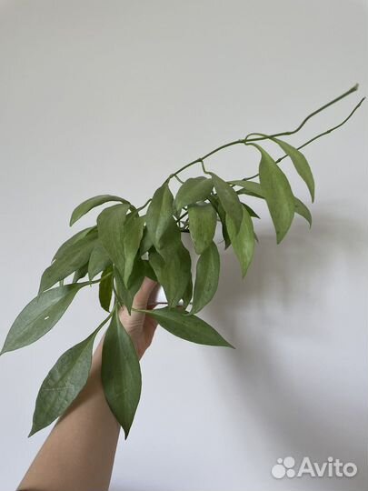 Хойи в кашпо