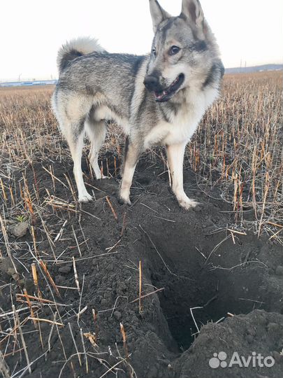 Западно сибирская лайка, кобель вязка