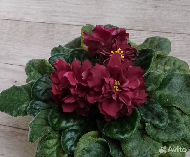 Фиалки детки