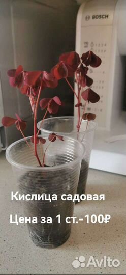 Кислица Деппа, Герань, Руэллия, Ландыш и т. д